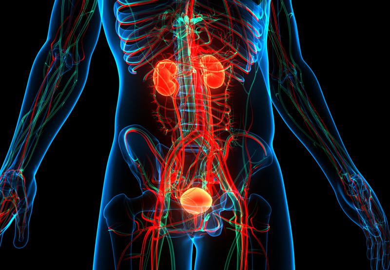 3D-illustration-of-urinary-system