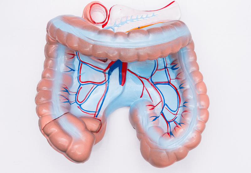 3d-model-of-urological-organs