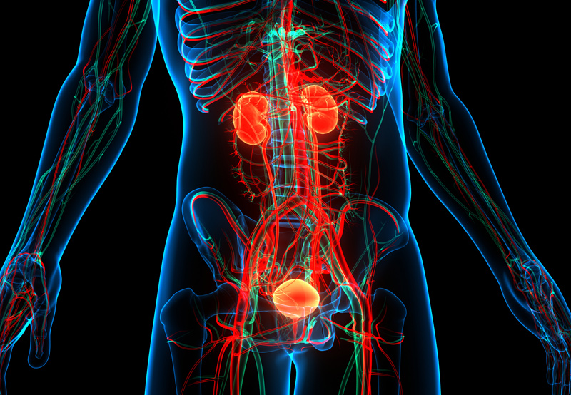 Digital-illustration-of-the-urinary-system