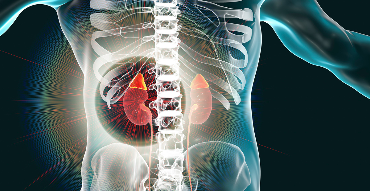 Illustration-of-kidney-and-adrenal-glands-in-human-body