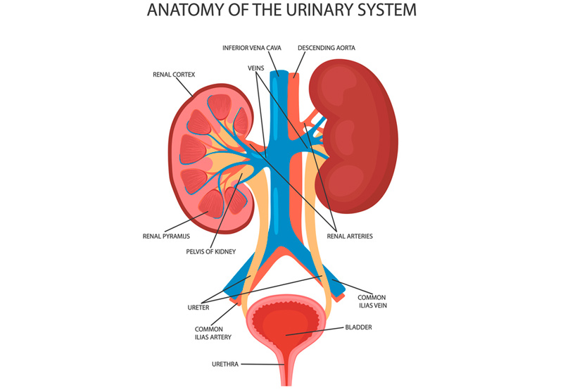 Ureter Cancer