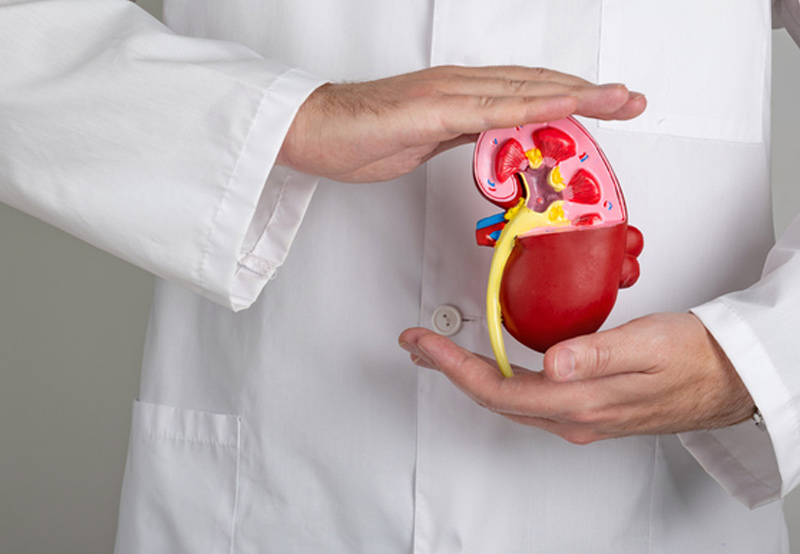 doctor-holding-model-of-the-kidneys