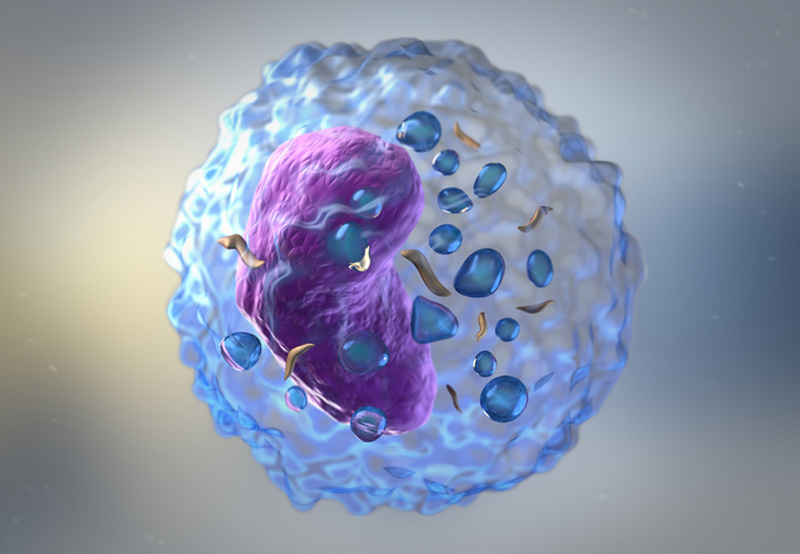 illustration-of-lymphocytes