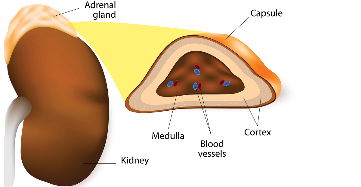 illustration-of-the-adrenal-gland