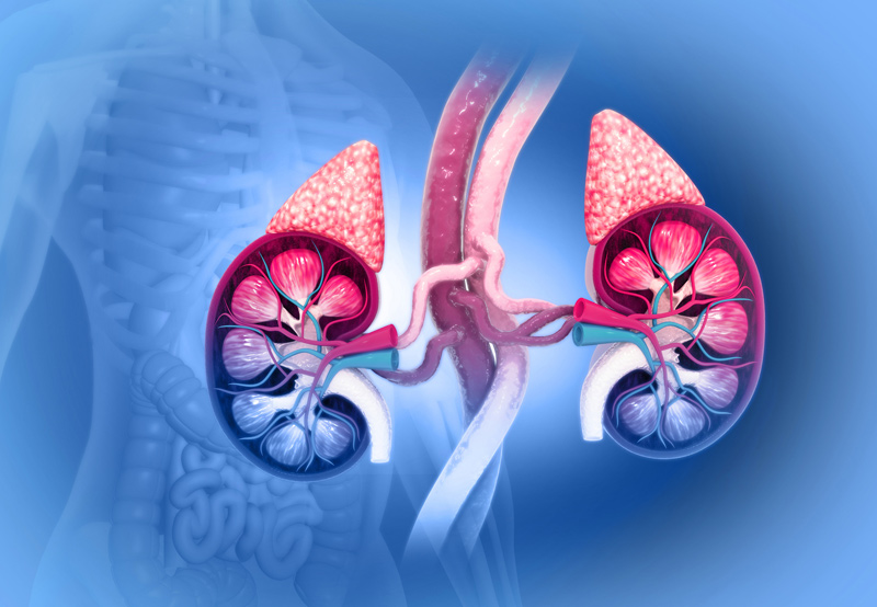 illustration-of-the-kidney-area