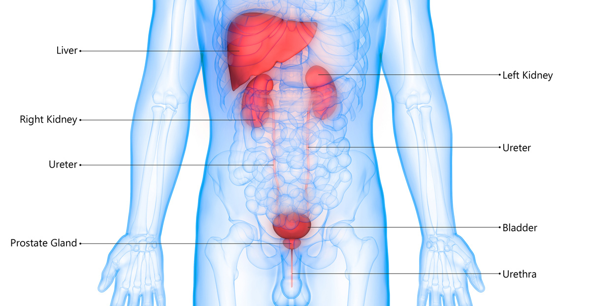 labeled-anatomy-of-urinary-system