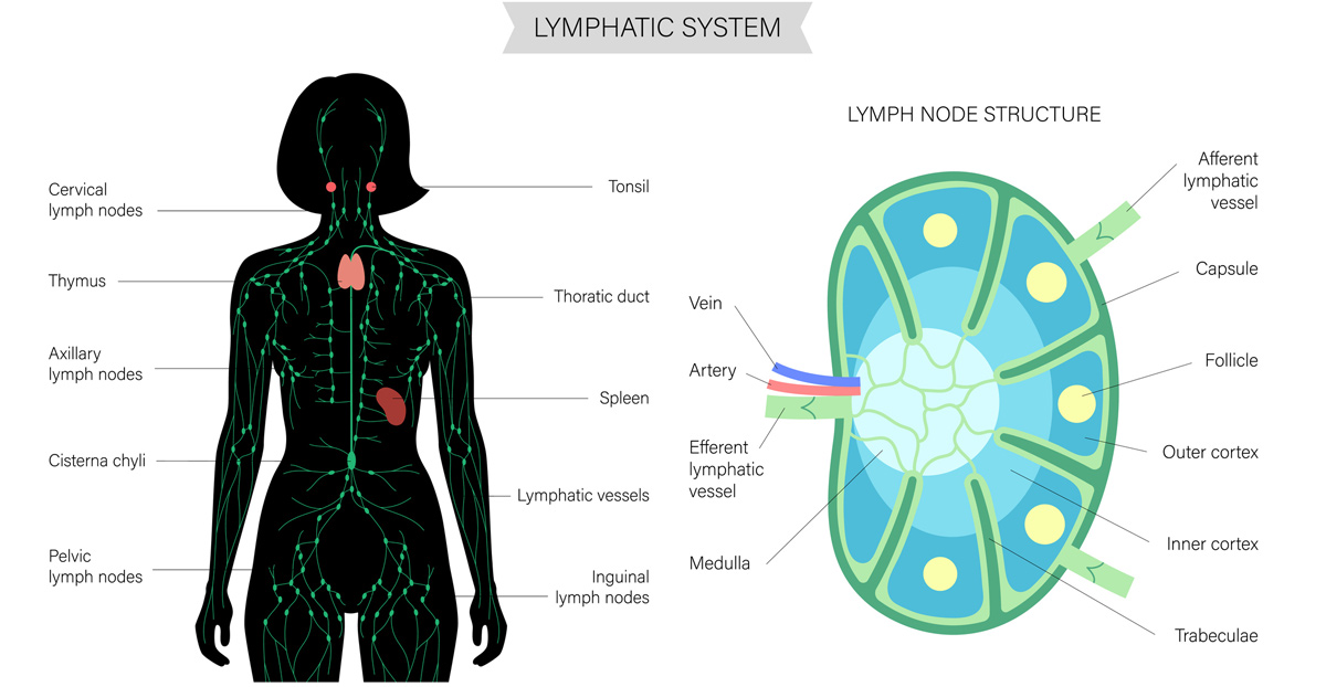 map-of-the-lymphatic-system