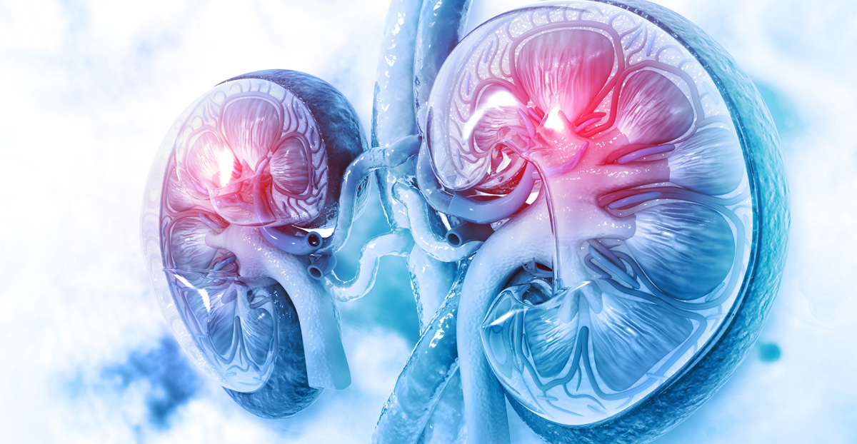 medical-illustration-of-kidneys