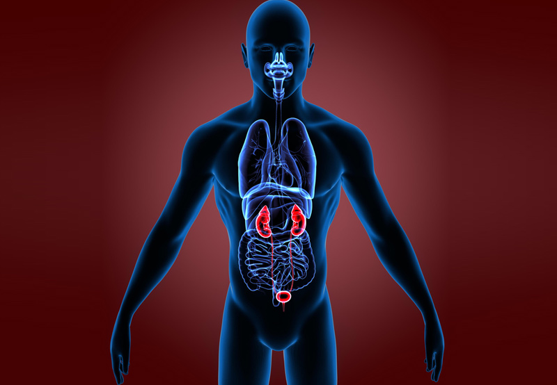 medical-illustration-of-urinary-system