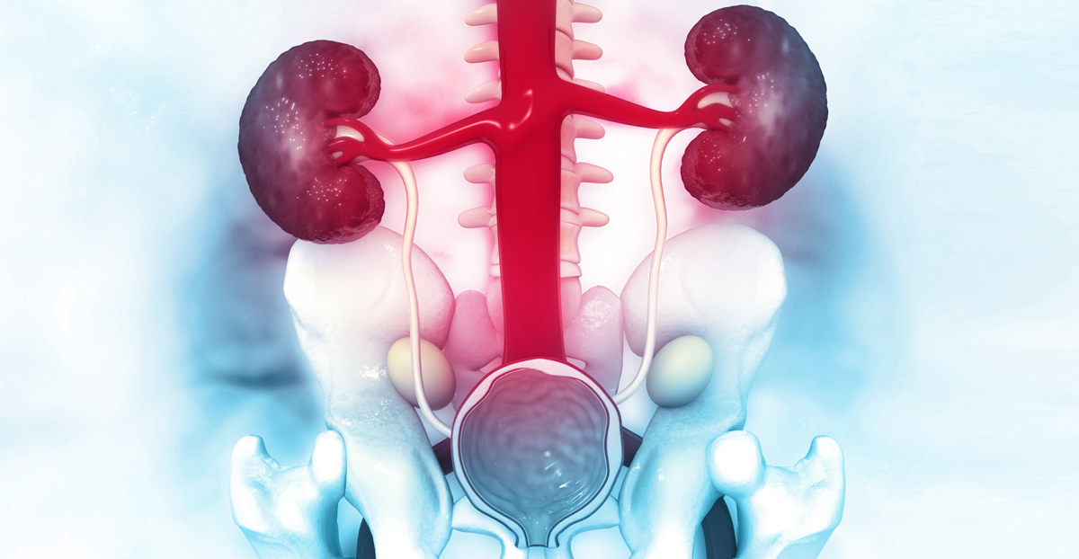 urinary-system-showing-the-ureters